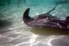 20020905-04-StingrayCity
