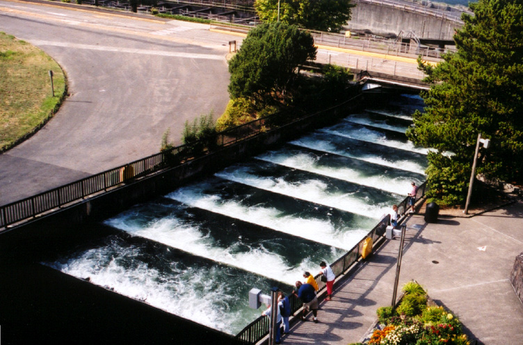 13-Fish Ladder