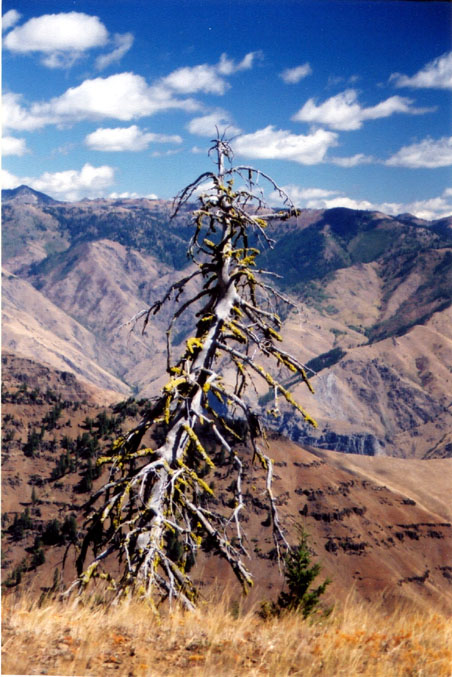 02-Dead Tree with Moss