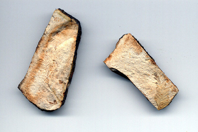 06-Fossil examples