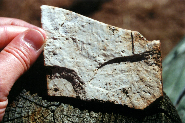 07-Fossil Leaf