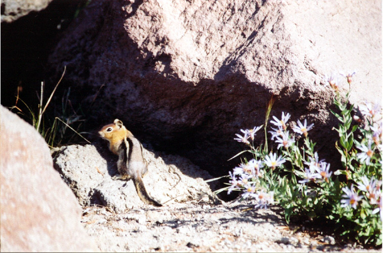 11-Chip Monk along the Pacific Crest Scenic Trail