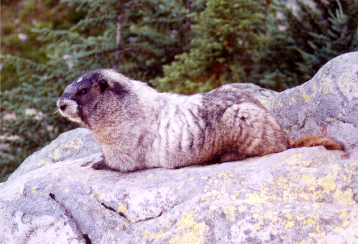 08-Marmont