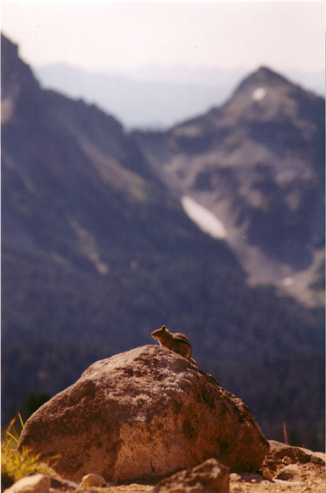 13-Chipmunks view at Panorama Point