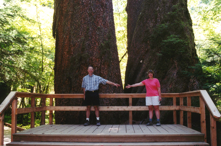 04-1000 Year old Duglas Firs