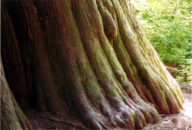 05-Moss on Trunk