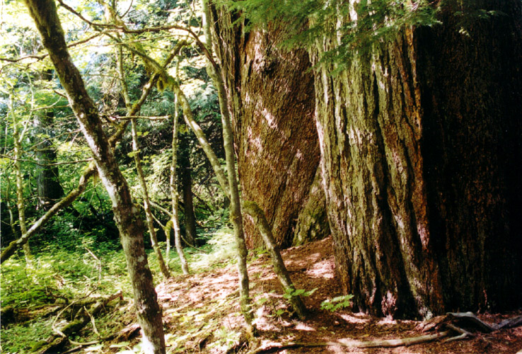 06-Old Firs