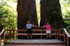 04-1000 Year old Duglas Firs
