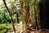 06-Old Firs