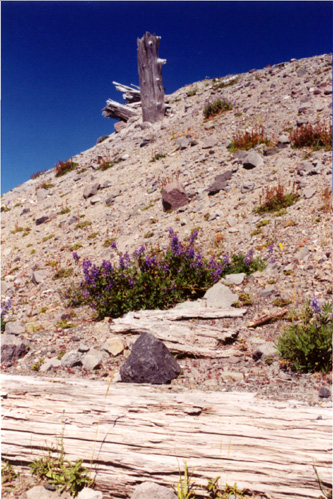 10-Blast Zone at Johnston Observatory