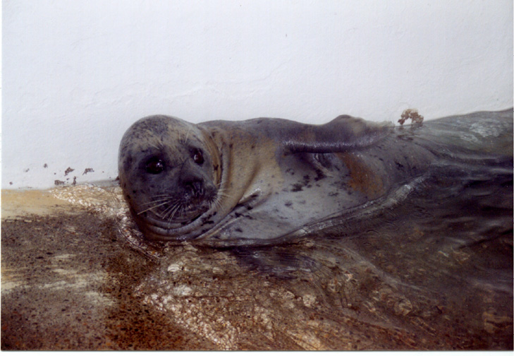 02-Seal slapping his side for food