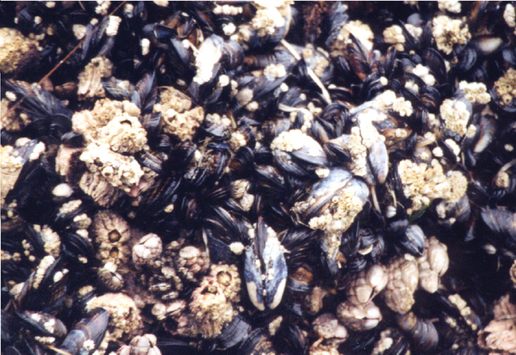 05-Crustations Close-up