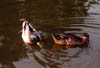 04-Ducks Feeding on Silver Lake