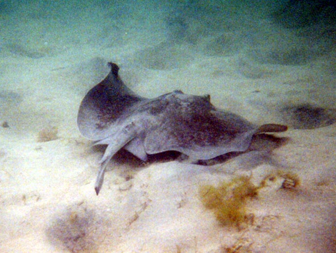 P60602_Stingray