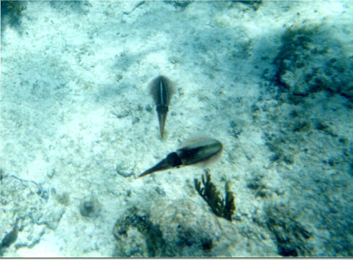 P60605a_Squid