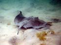 P60602_Stingray