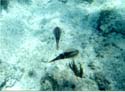 P60605a_Squid