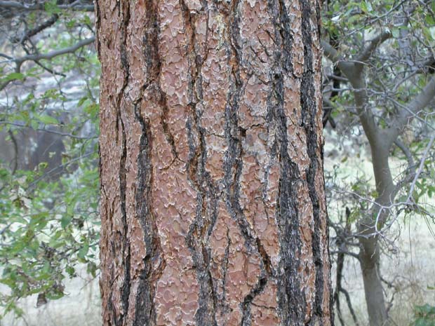 P9040154